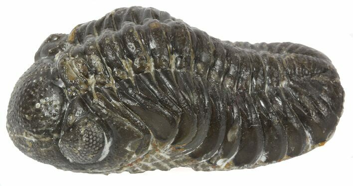 Austerops Trilobite Fossil - Rock Removed #55862